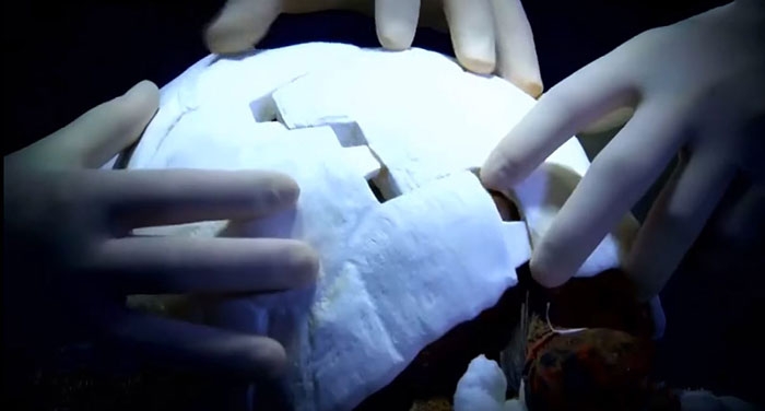 tortoise-freddy-survives-fire-gets-3d-printed-shell-7