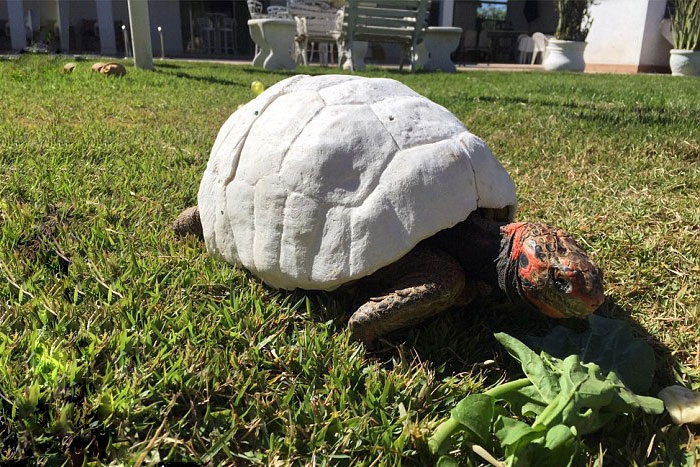 tortoise-freddy-survives-fire-gets-3d-printed-shell-3