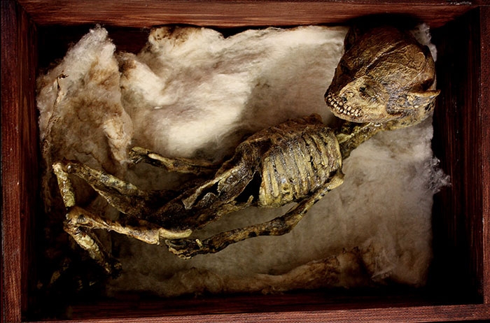 mysterious-skulls-skeletons-thomas-theodore-merrylin-home-london-4