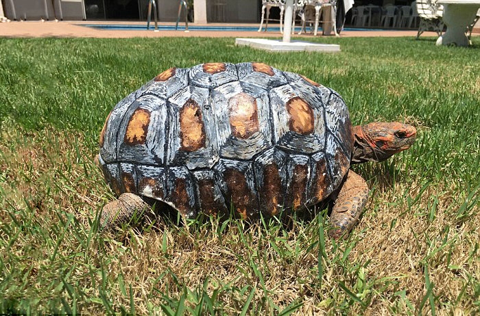 tortoise-freddy-survives-fire-gets-3d-printed-shell-5