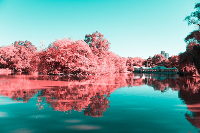 pink-colored-new-york-central-park-paolo-pettigiani-14