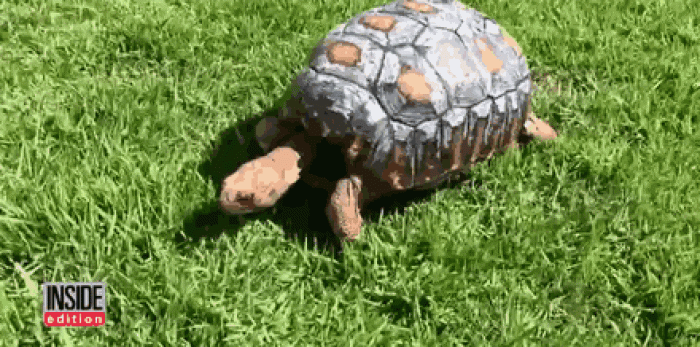 tortoise-freddy-survives-fire-gets-3d-printed-shell-8