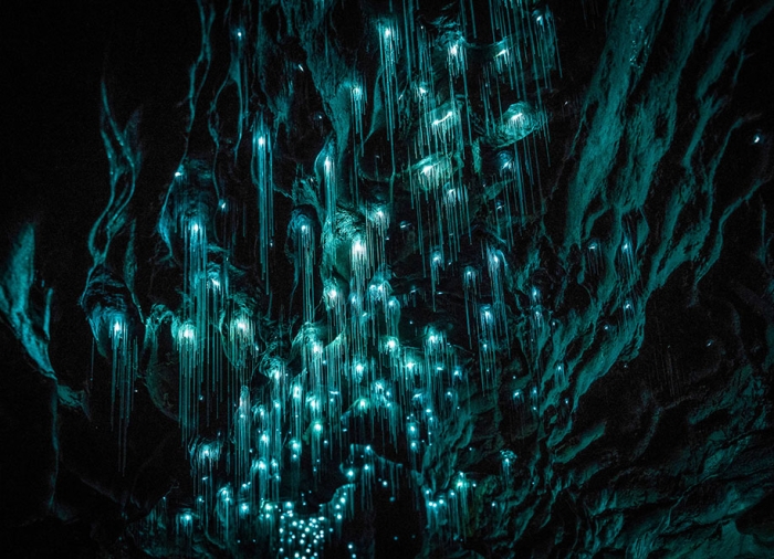 glow-worms-limestone-caves-shaun-jeffers-beautiful-new-zealand-2