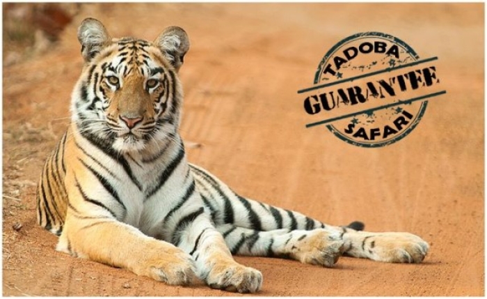 Confirm Your booking for Tadoba Jeep Safari Guaranteed