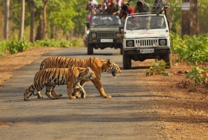 Tiger are walking ahead of jeep safari