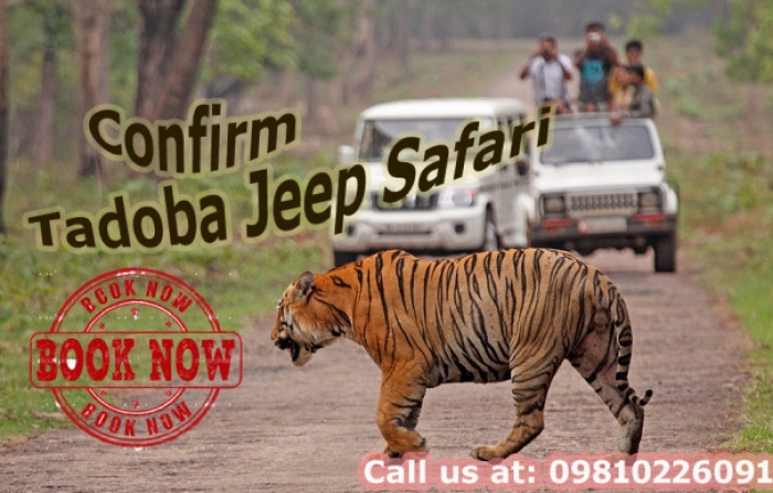 Confirm tadoba jeep safari booking