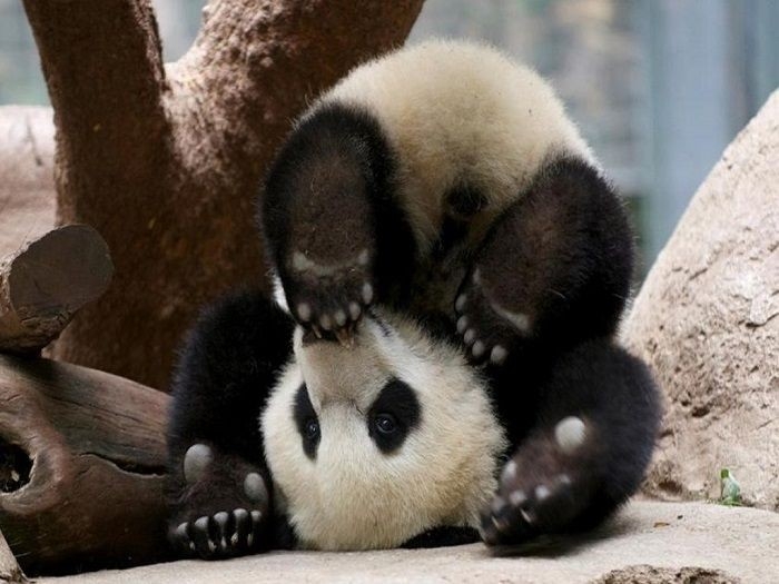 Bored Panda