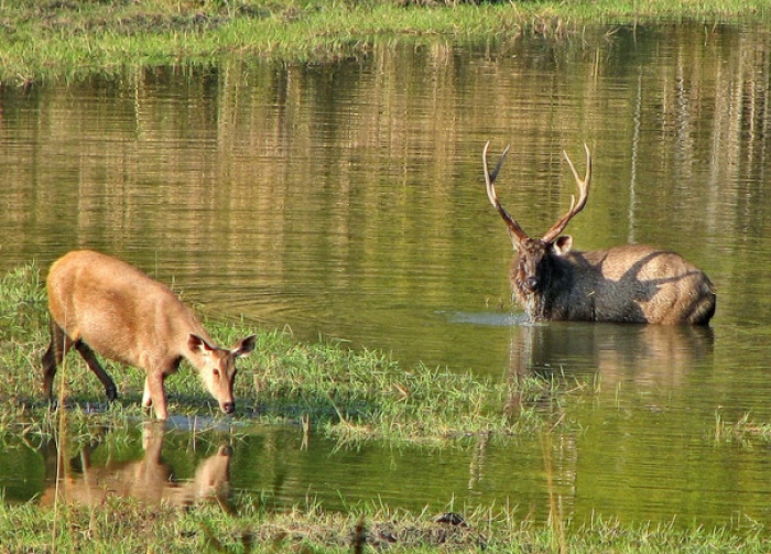 Taking some rest at bank of river at Ranthambore
