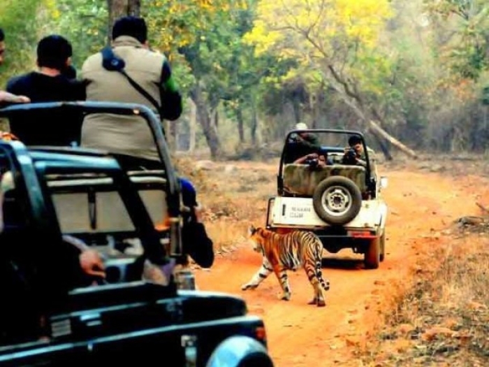 People enjoying the Sighting Bandhavgarh Park