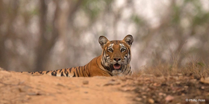 Jungle Jaunt Photo Tour