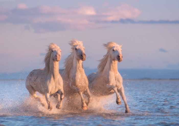 White horses of Camargue Tour