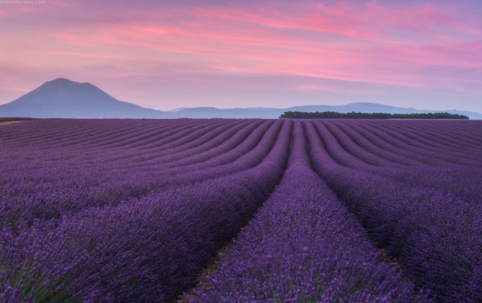 Provence’s Lavender Paradise