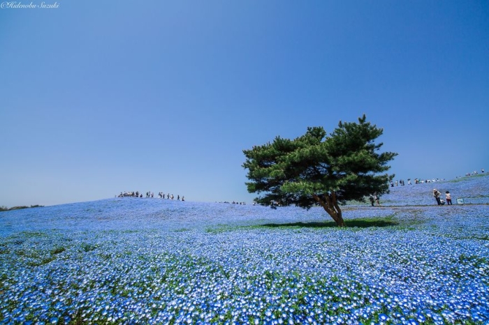 beautiful-places-tourist-attractions-japan-3