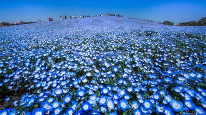 beautiful-places-tourist-attractions-japan-4