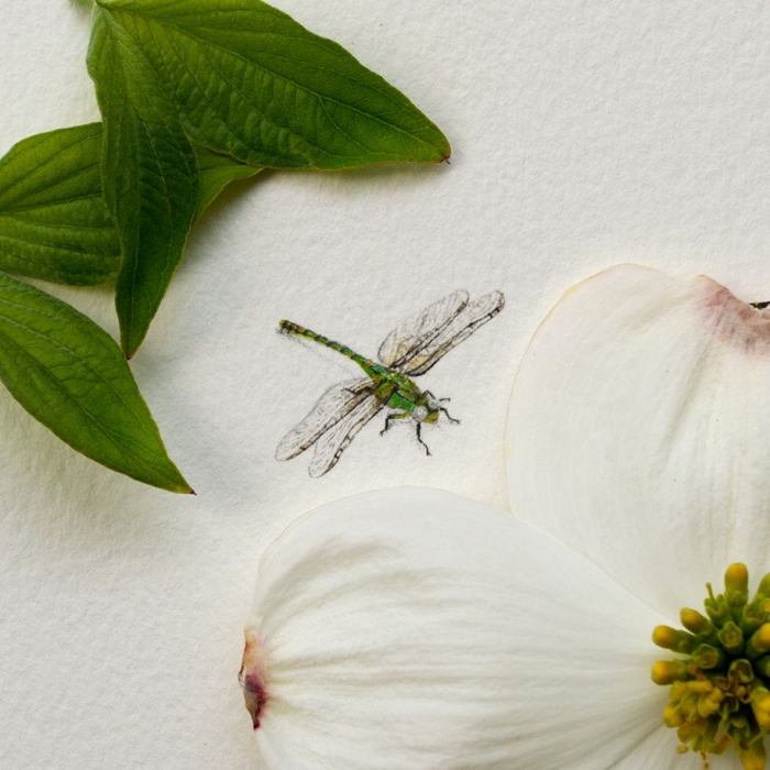 cute-miniature-watercolor-paintings-rachel-beltz-8