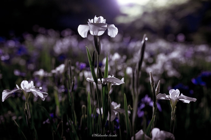 japan-rainy-season-photography-hidenobu-suzuki-1