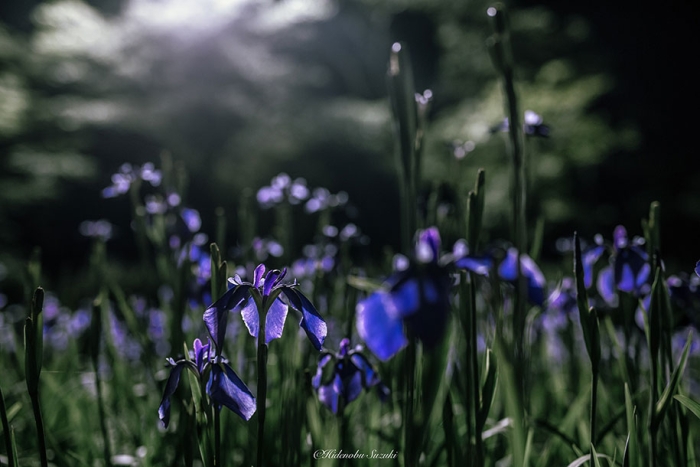 japan-rainy-season-photography-hidenobu-suzuki-8