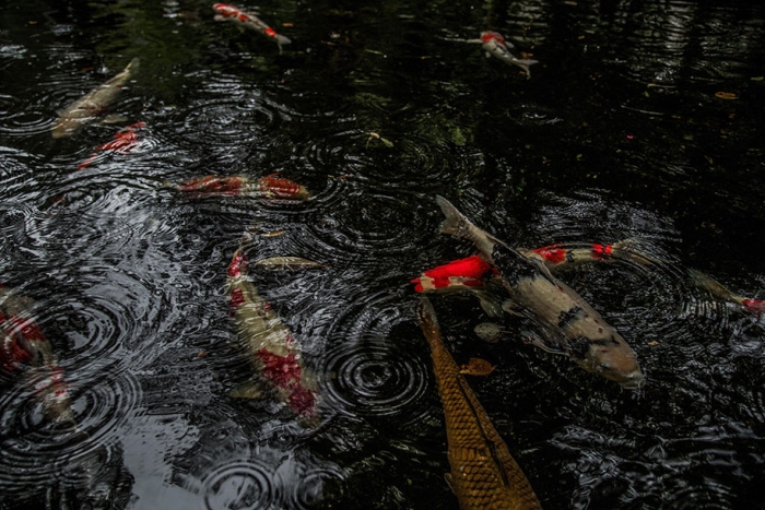 japan-rainy-season-photography-hidenobu-suzuki-10