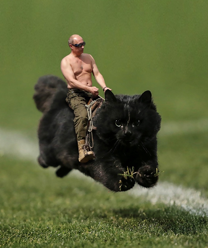 flying-rugby-cat-photoshop-battle-4