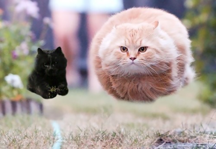 flying-rugby-cat-photoshop-battle-7