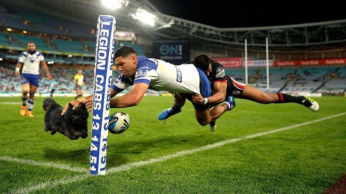 flying-rugby-cat-photoshop-battle-1