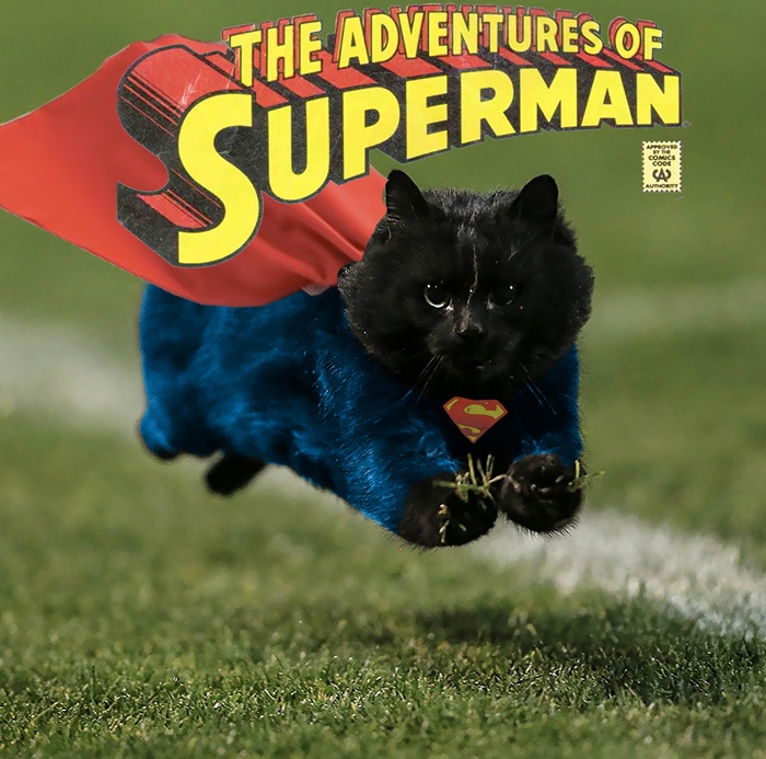 flying-rugby-cat-photoshop-battle-9