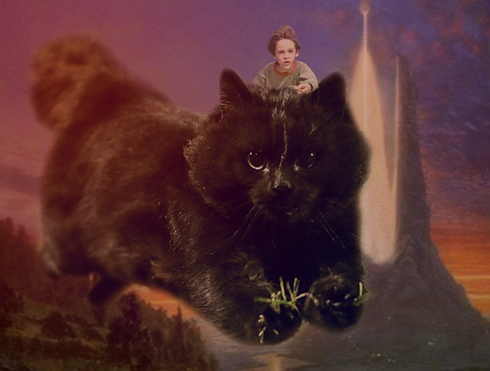 flying-rugby-cat-photoshop-battle-6