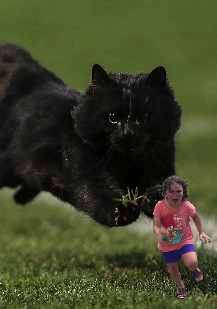 flying-rugby-cat-photoshop-battle-14