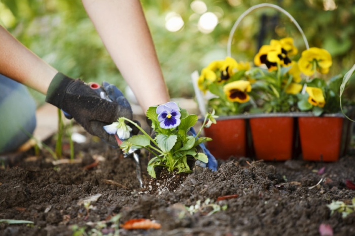 To Plant