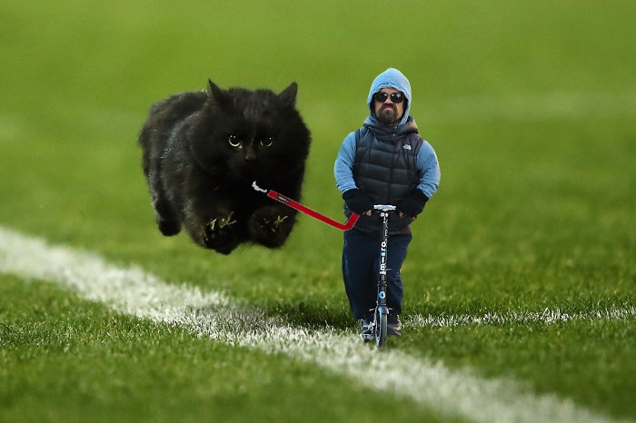 flying-rugby-cat-photoshop-battle-13