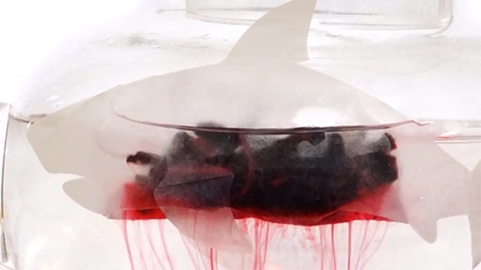 blood-red-tea-shark-teabag-daisho-fisheries-japan-16