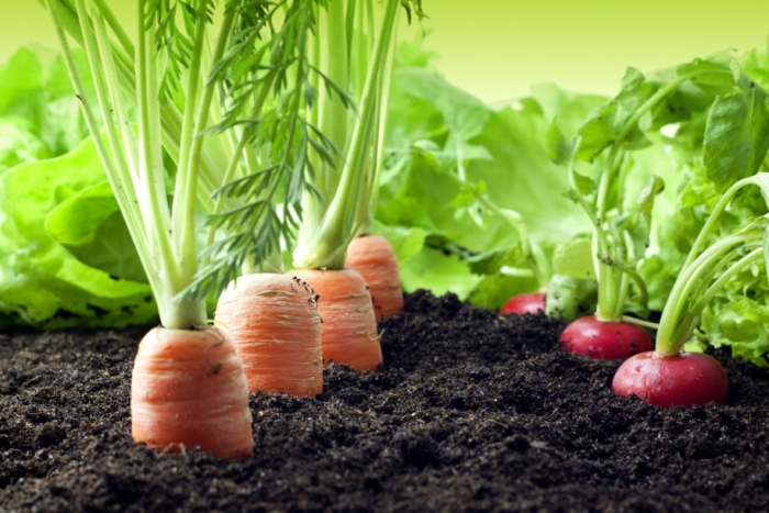 Planting Organic Vegetables In Your Garden
