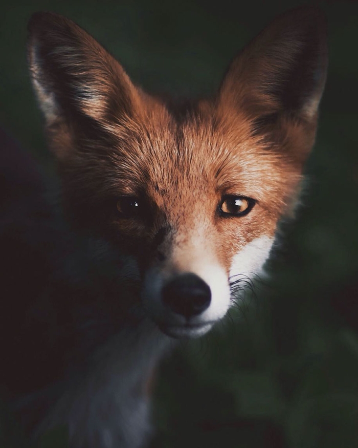 wild-animal-nature-photography-konsta-punkka-2