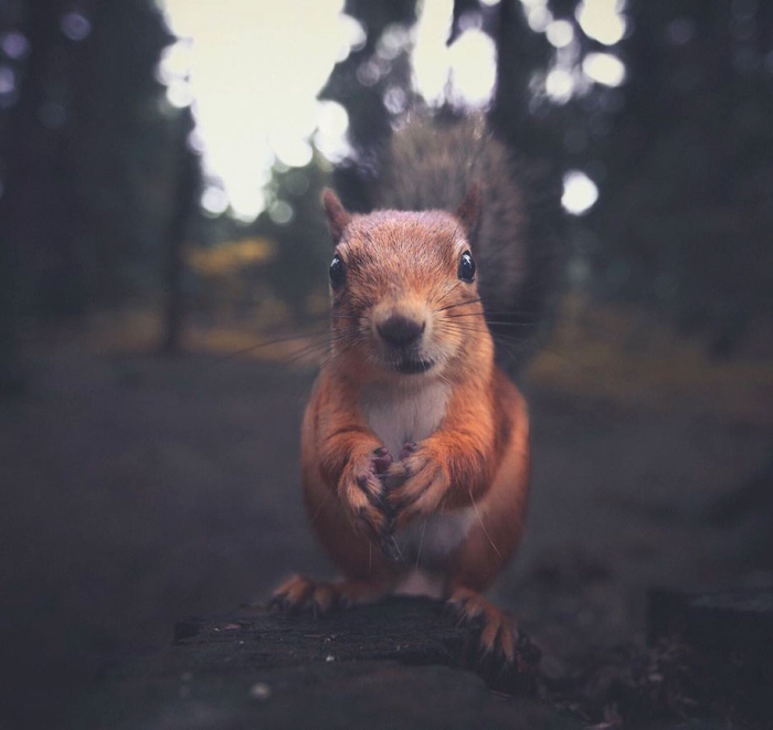 wild-animal-nature-photography-konsta-punkka-19