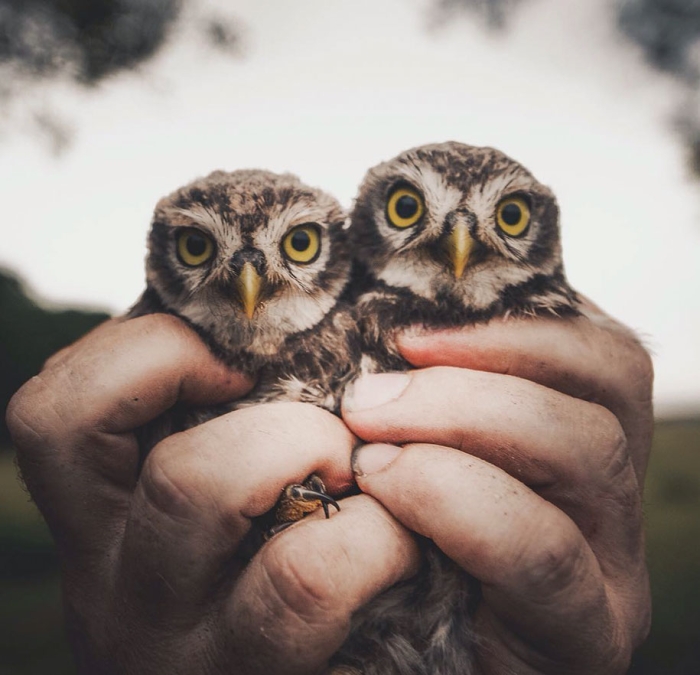 wild-animal-nature-photography-konsta-punkka-23