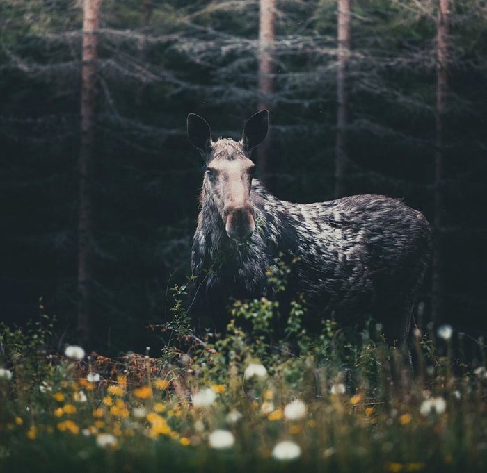 wild-animal-nature-photography-konsta-punkka-4