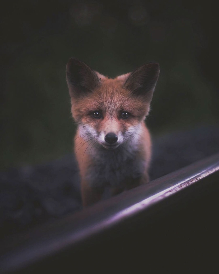 wild-animal-nature-photography-konsta-punkka-1