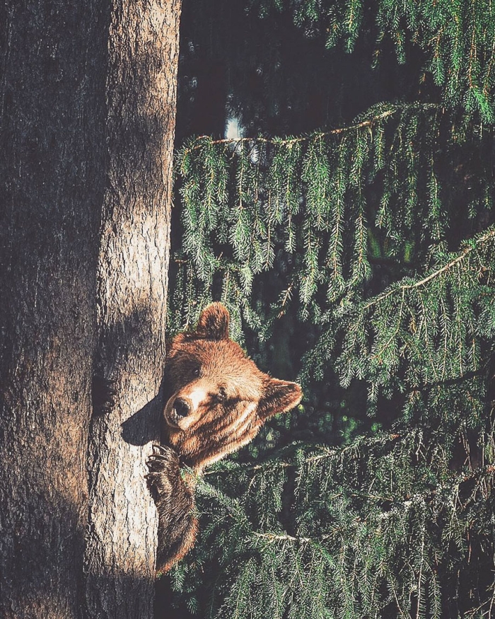 wild-animal-nature-photography-konsta-punkka-21