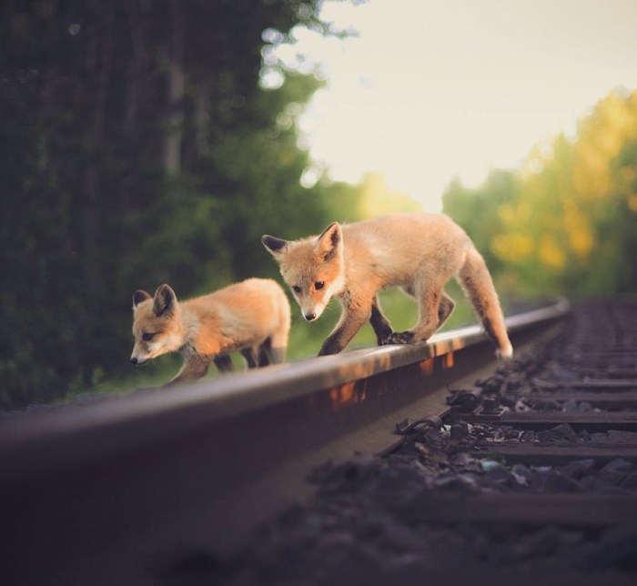 wild-animal-nature-photography-konsta-punkka-13