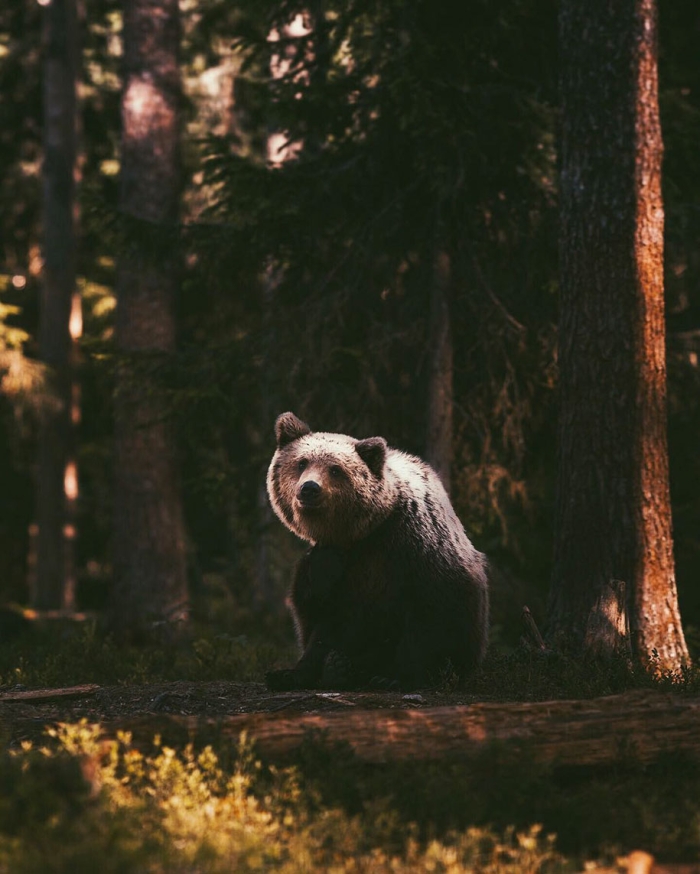 wild-animal-nature-photography-konsta-punkka-9
