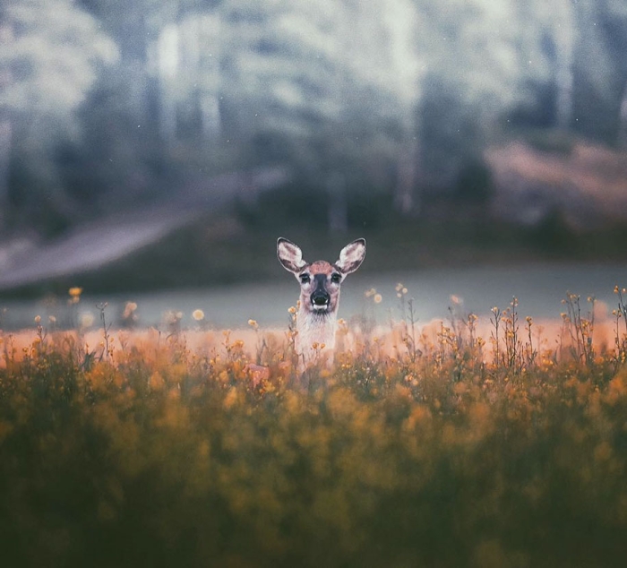 wild-animal-nature-photography-konsta-punkka-3
