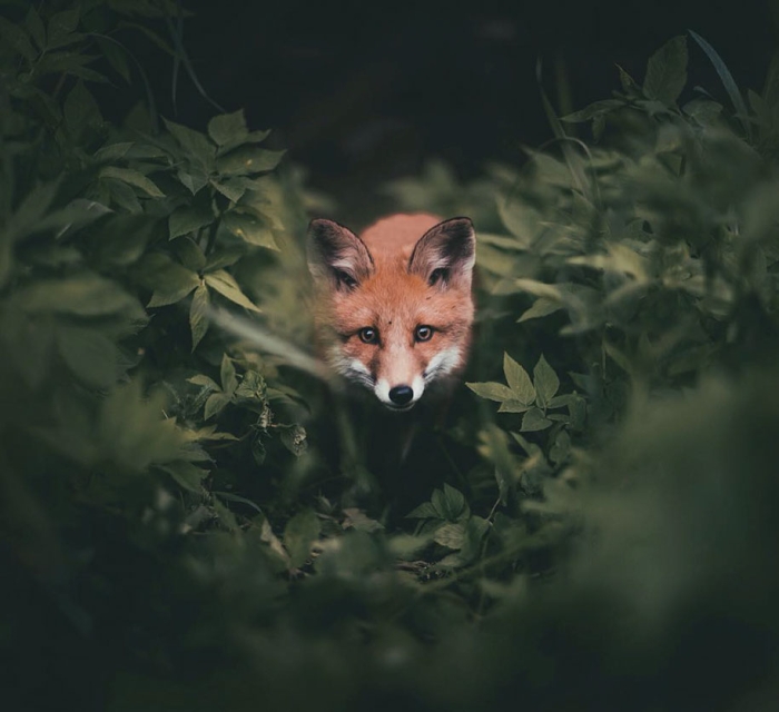 wild-animal-nature-photography-konsta-punkka-22