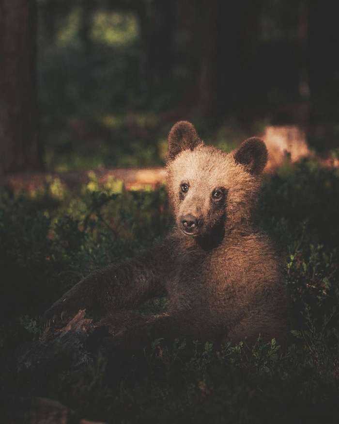 wild-animal-nature-photography-konsta-punkka-6
