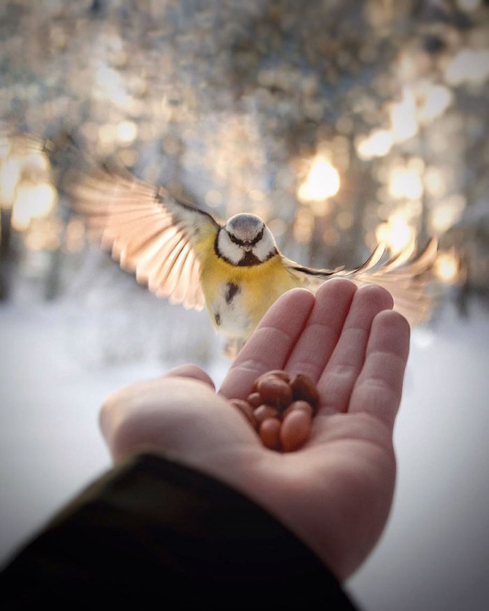 wild-animal-nature-photography-konsta-punkka-16