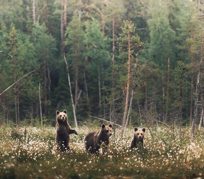 wild-animal-nature-photography-konsta-punkka-7