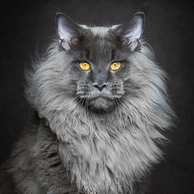 Maine Coon Cats Photographed As Majestic Mythical Beasts