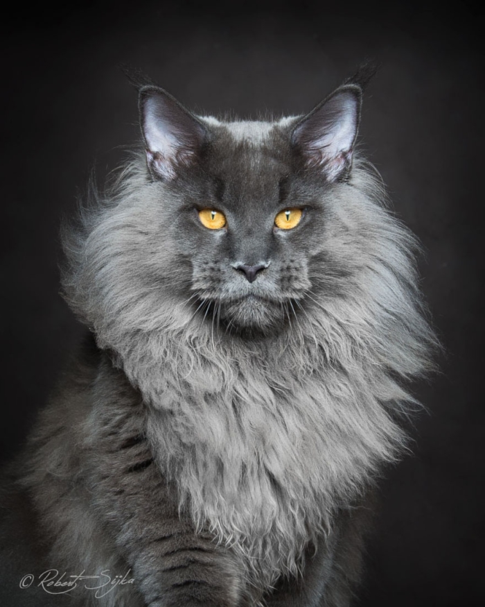 biggest-maine-coon-cat-photography-robert-sijka-12