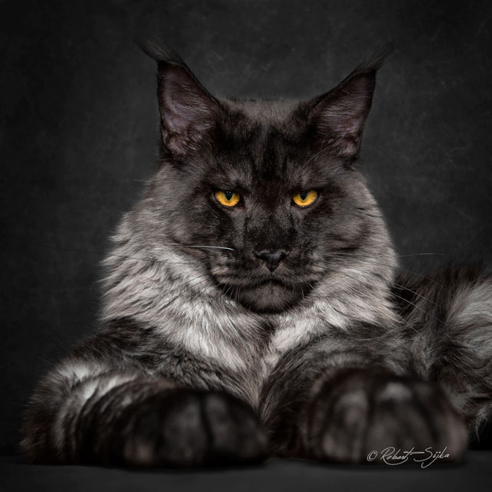 biggest-maine-coon-cat-photography-robert-sijka-13