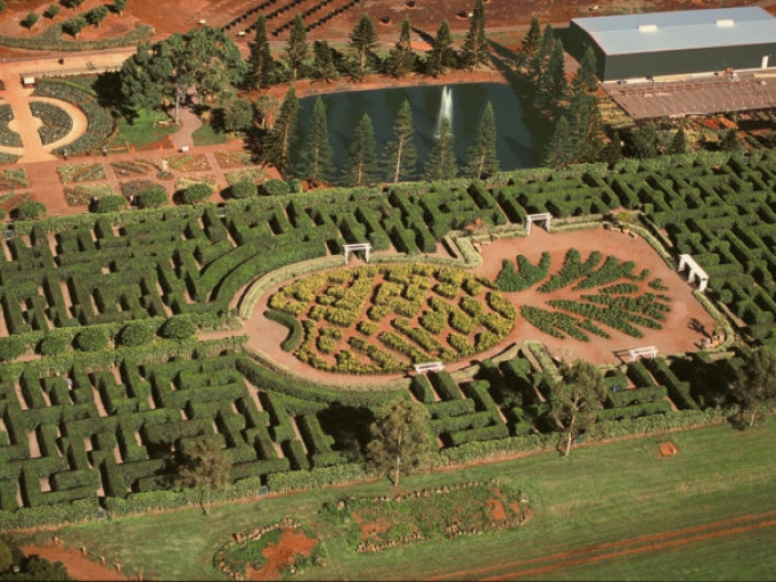 Dole Plantation Maze