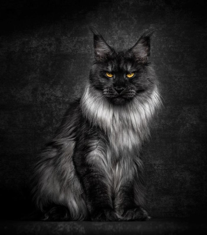 biggest-maine-coon-cat-photography-robert-sijka-2